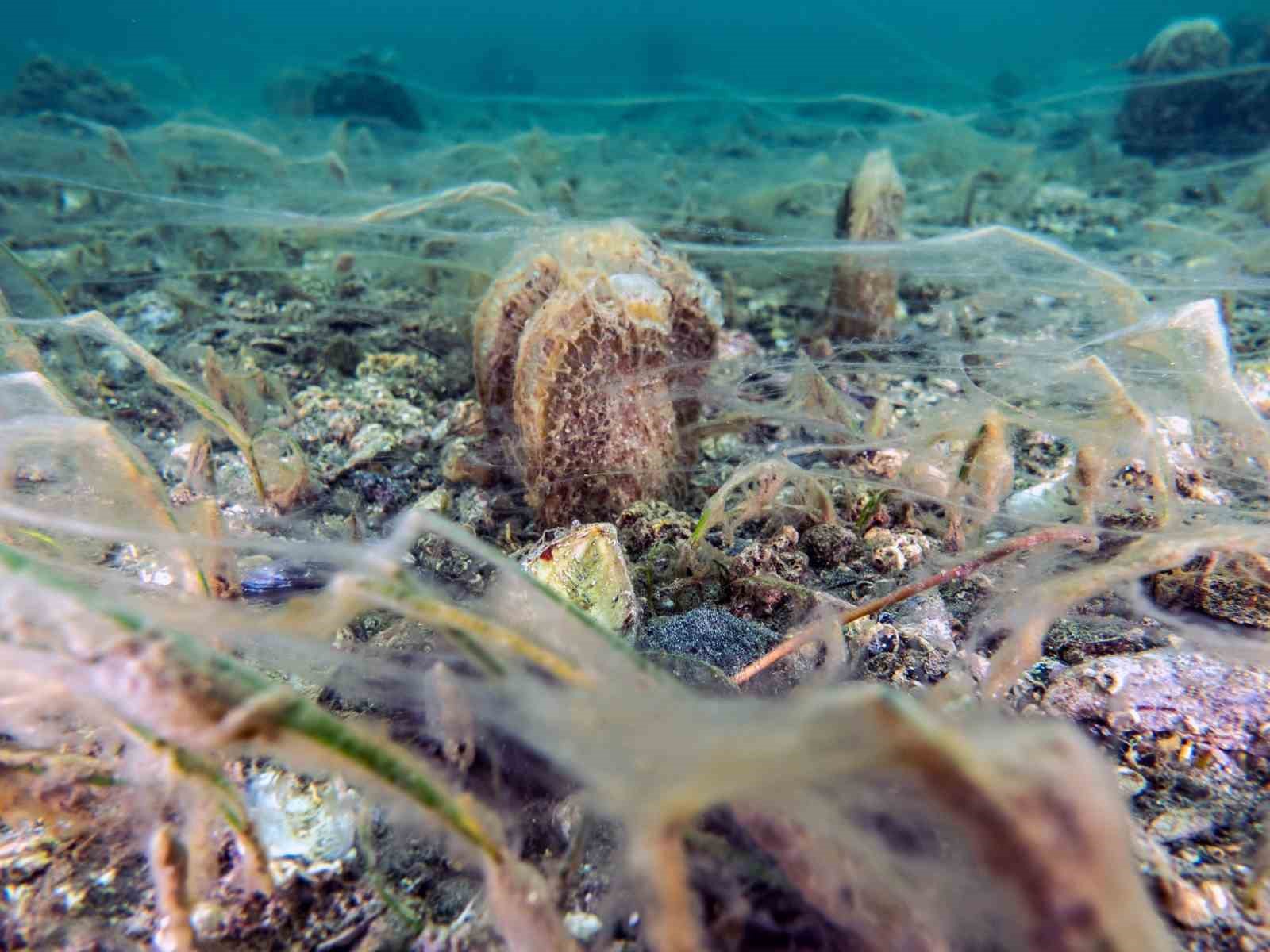 Pinalar son sığınağı Marmara’da çoğalıyor; umut oluyor