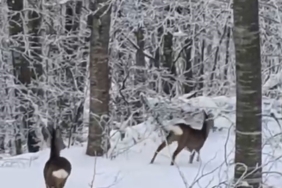 Yaban hayvanları için dağa çıktı, iki geyikle karşılaştı