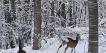 Yaban hayvanları için dağa çıktı, iki geyikle karşılaştı