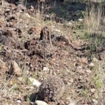 Çanakkale’de tedavisi tamamlanan kirpi doğaya salındı