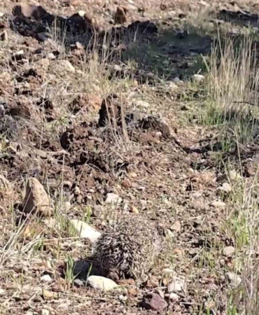 Çanakkale’de tedavisi tamamlanan kirpi doğaya salındı
