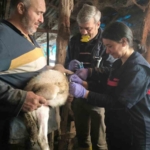 Yalova’da hayvan sağlığına yönelik çalışmalar sürüyor