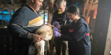 Yalova’da hayvan sağlığına yönelik çalışmalar sürüyor