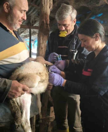 Yalova’da hayvan sağlığına yönelik çalışmalar sürüyor