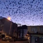 Tekirdağ’da gökyüzünü kaplayan kuşlar görsel şölen oluşturdu