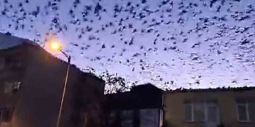 Tekirdağ’da gökyüzünü kaplayan kuşlar görsel şölen oluşturdu