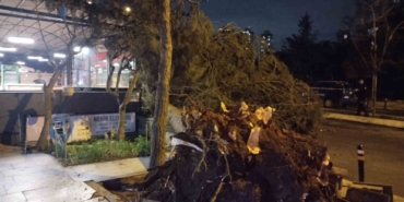 Ataşehir’de fırtına nedeniyle ağaç devrildi