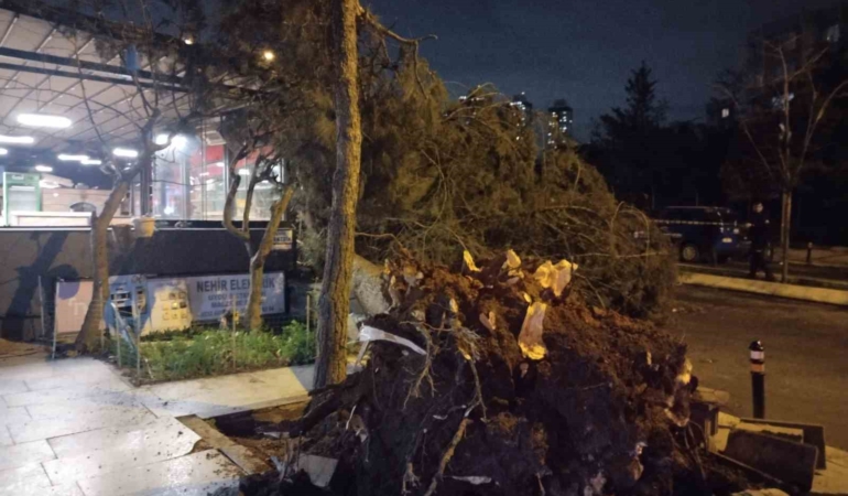 Ataşehir’de fırtına nedeniyle ağaç devrildi