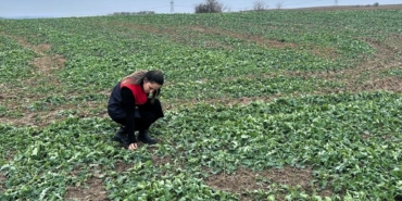 Pehlivanköy’de anıza ekim yapılan kanola tarlasında bitkinin fizyolojik gelişimi incelendi