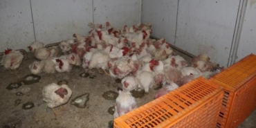 Sakarya’da tavuk çiftliğine biyogüvenlik kısıtlaması