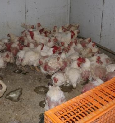 Sakarya’da tavuk çiftliğine biyogüvenlik kısıtlaması