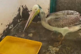 Bursa’da tedavisi tamamlanan ak pelikan doğaya salındı