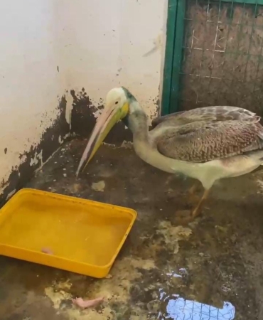 Bursa’da tedavisi tamamlanan ak pelikan doğaya salındı