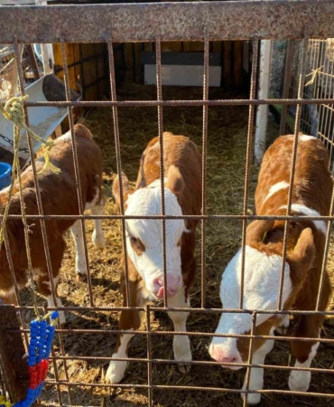 Üçüz buzağılara altınlı tebrik