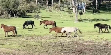 Bursa’da yılkı atlarının özgürlük gezisi