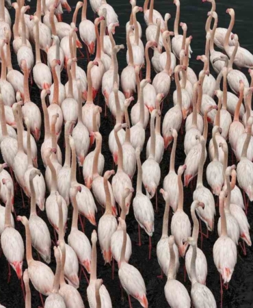 İzmit Körfezi’nde allı turna güzelliği