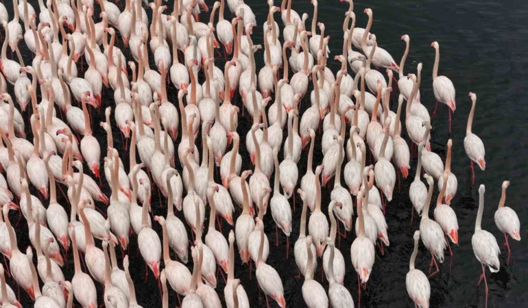 İzmit Körfezi’nde allı turna güzelliği