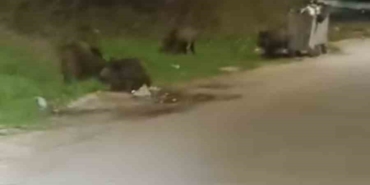 Bursa’da aç kalan domuz sürüsü şehre indi