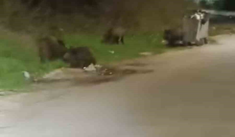 Bursa’da aç kalan domuz sürüsü şehre indi