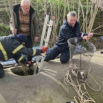 Su deposuna düşen yavru köpek 6 saat sonra kurtarıldı