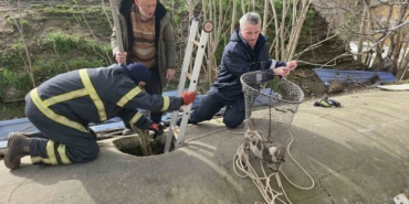 Su deposuna düşen yavru köpek 6 saat sonra kurtarıldı