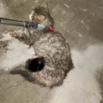 Ayvacık’ta otomobilde sıkışan kedi kurtarıldı