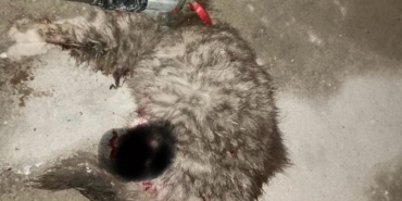 Ayvacık’ta otomobilde sıkışan kedi kurtarıldı