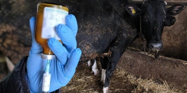 Kırklareli’nde büyükbaş hayvanlara şap aşısı