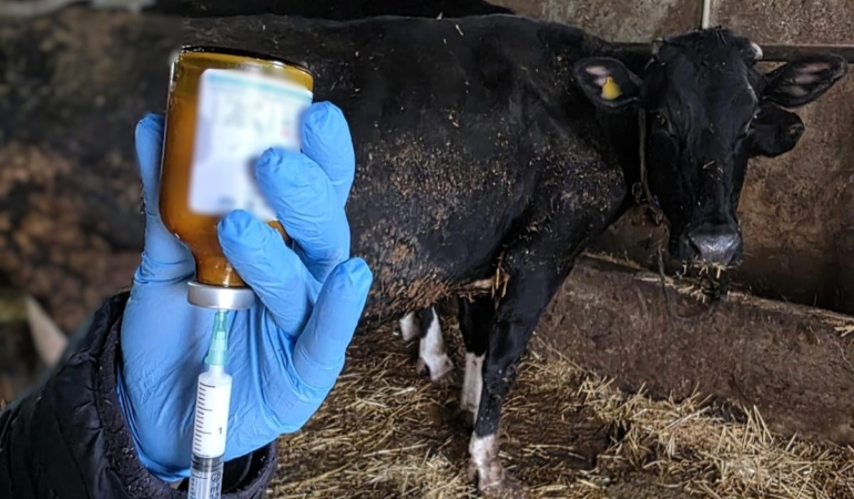 Kırklareli’nde büyükbaş hayvanlara şap aşısı