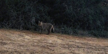 Ganos Dağları’nda yaban kedisi görüldü