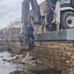 Gelibolu’da ölü inek sahile vurdu