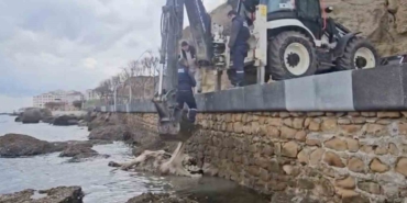 Gelibolu’da ölü inek sahile vurdu