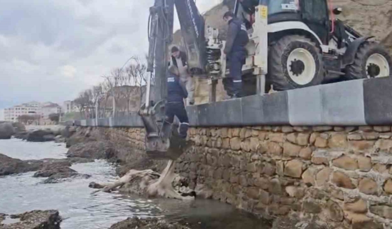 Gelibolu’da ölü inek sahile vurdu
