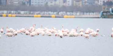 İzmit Körfezi’nin zarif misafirleri şenlikte görüntülendi