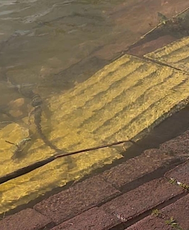 Yaren leyleğin köyü de yükselen göl sularından etkilendi