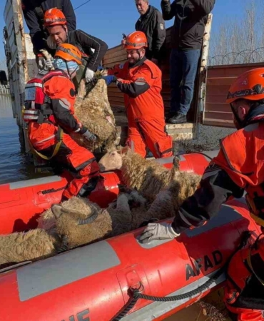 Edirne’de taşan su seviyesi yer yer 2.5 metreye yükseldi: Mahsur kalan hayvanlar kurtarılıyor