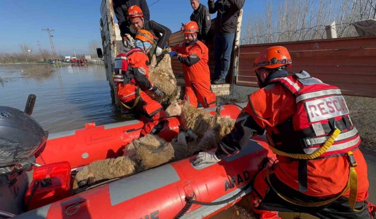 Edirne’de taşan su seviyesi yer yer 2.5 metreye yükseldi: Mahsur kalan hayvanlar kurtarılıyor