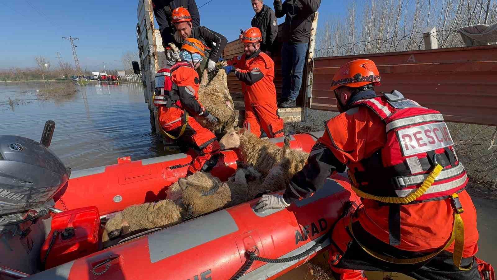 Edirne’de taşan su seviyesi yer yer 2.5 metreye yükseldi: Mahsur kalan hayvanlar kurtarılıyor
