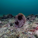 Akdeniz’de çok az kaldı, Tuzla’da umut verdi