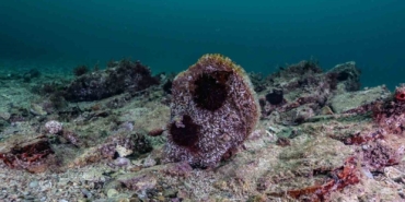 Akdeniz’de çok az kaldı, Tuzla’da umut verdi