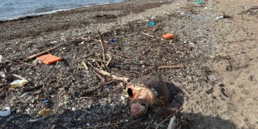 Ayvacık’ta ölü caretta caretta sahile vurdu