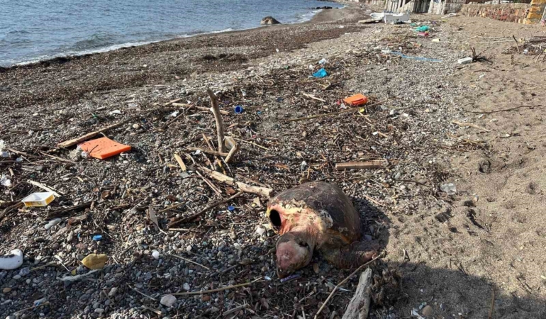 Ayvacık’ta ölü caretta caretta sahile vurdu