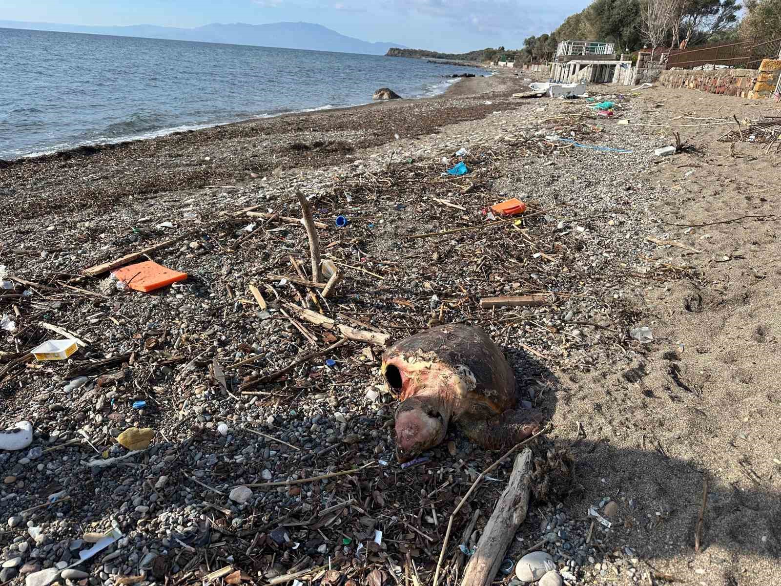 Ayvacık’ta ölü caretta caretta sahile vurdu