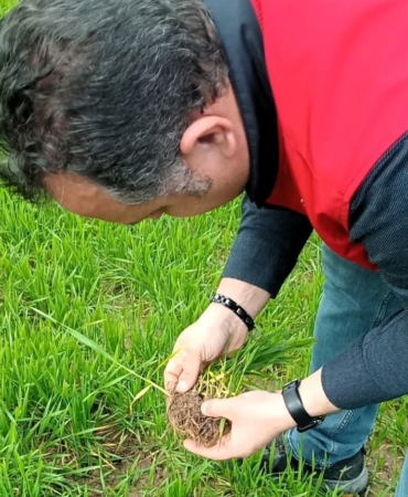 Lüleburgaz’da kanola ve buğday ekili alanlarda teknik kontroller yapıldı