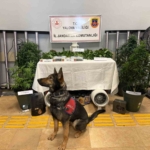 Yalova’da evi uyuşturucu serasına çeviren 2 zanlı tutuklandı