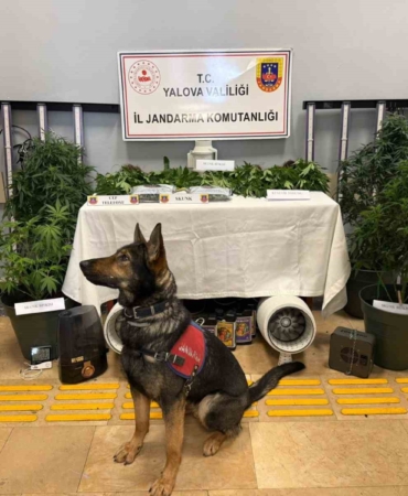 Yalova’da evi uyuşturucu serasına çeviren 2 zanlı tutuklandı