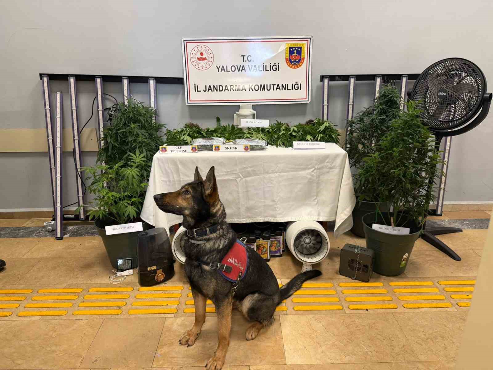 Yalova’da evi uyuşturucu serasına çeviren 2 zanlı tutuklandı