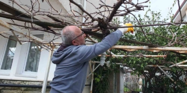 Burhaniye’de asmalarda budama sezonu başladı