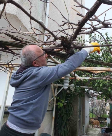 Burhaniye’de asmalarda budama sezonu başladı