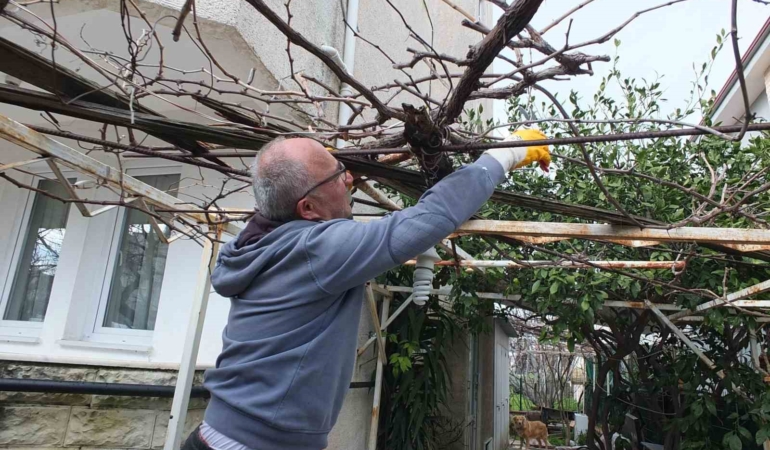 Burhaniye’de asmalarda budama sezonu başladı